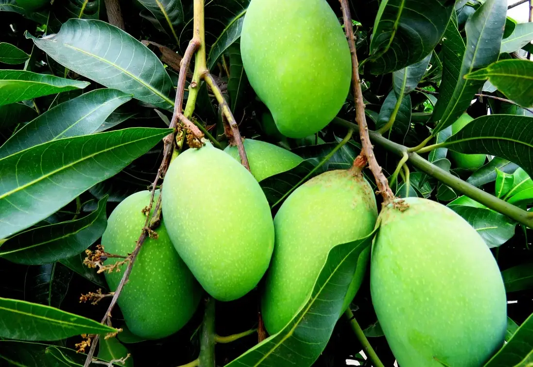 台灣春天開花果樹