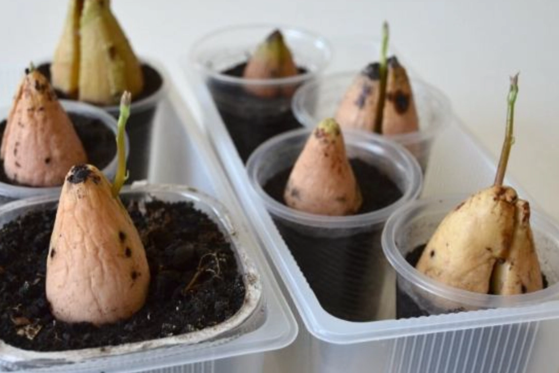 酪梨盆栽照顧 酪梨盆栽照顧