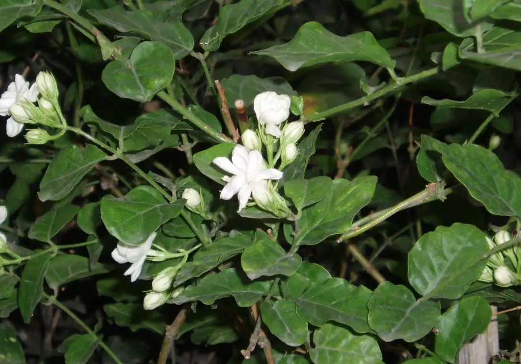 白色食用花全指南：從認識、料理到自家栽種的台灣實用寶典