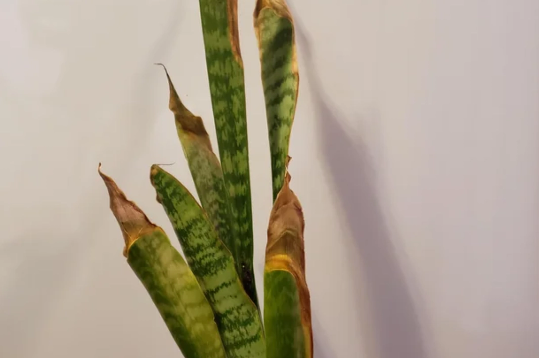 虎尾蘭 曬傷 處理 虎尾蘭 曬傷 處理