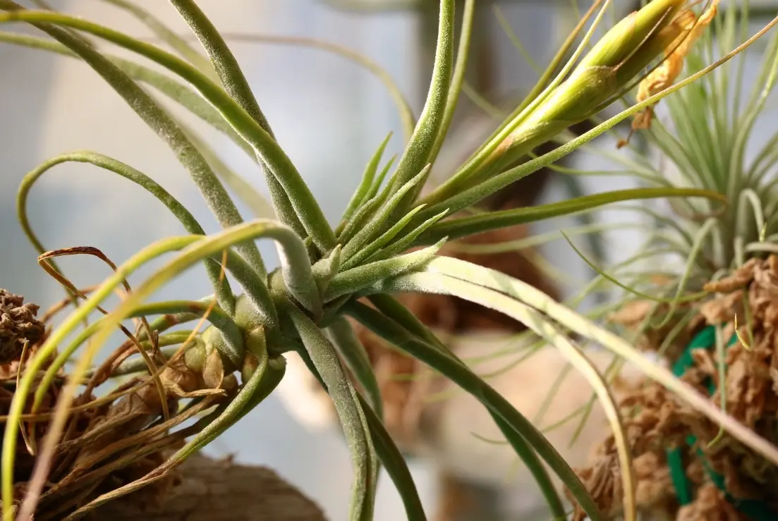 空氣鳳梨 修剪 方法