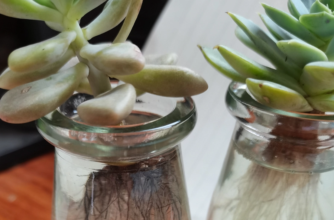 多肉水培誘根全攻略：從零開始到成功發根的完整指南