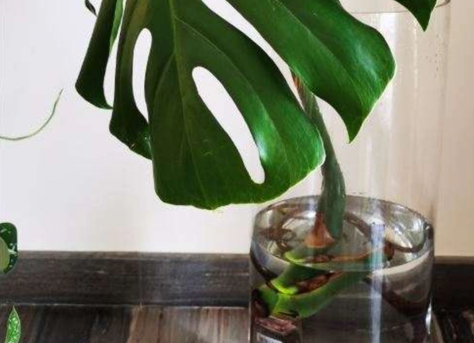 龜背芋水培步驟 龜背芋水培步驟