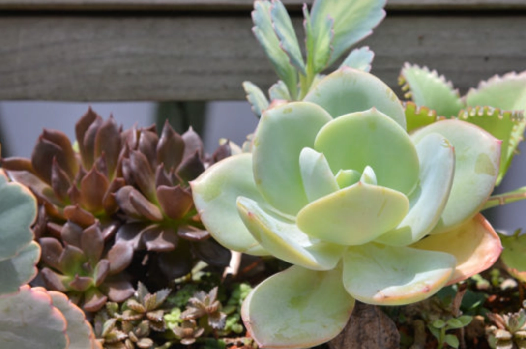 多肉植物夏天日照