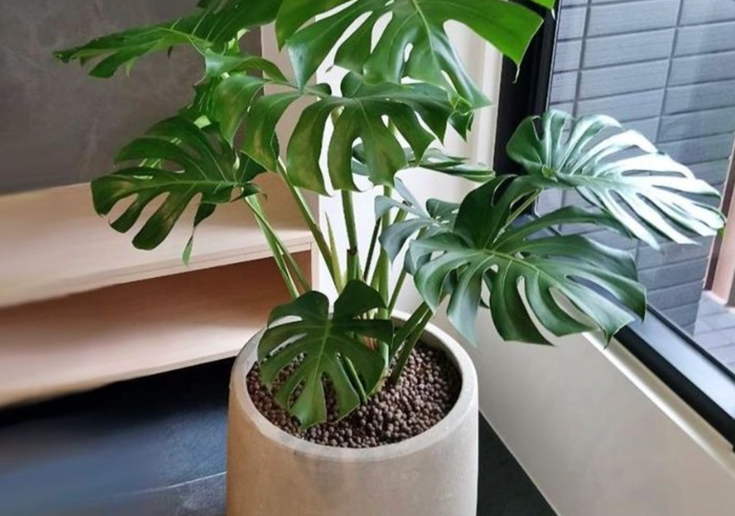 龜背芋養護技巧