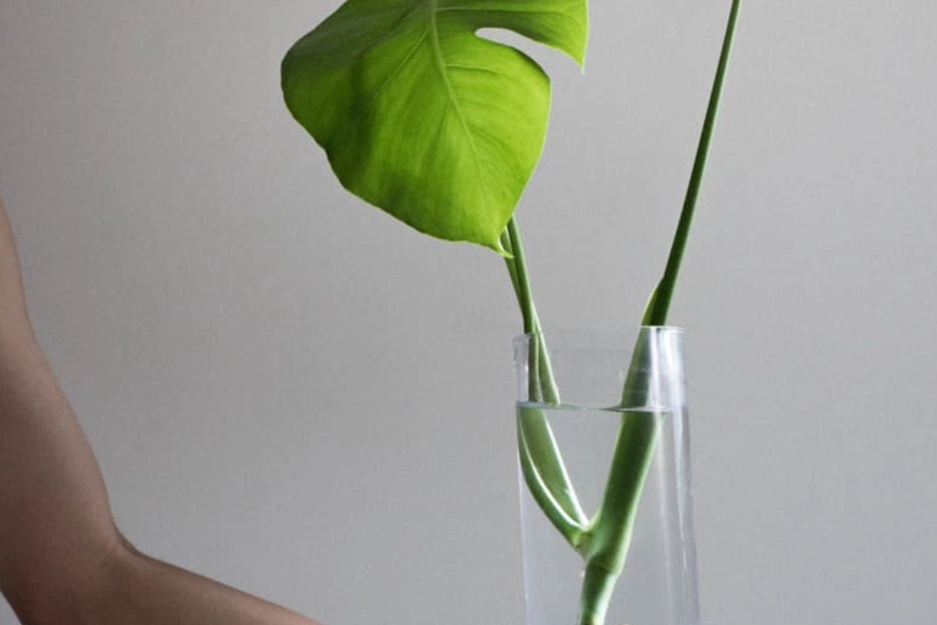 龜背芋分株水培終極指南：零失敗步驟與常見問題全解析