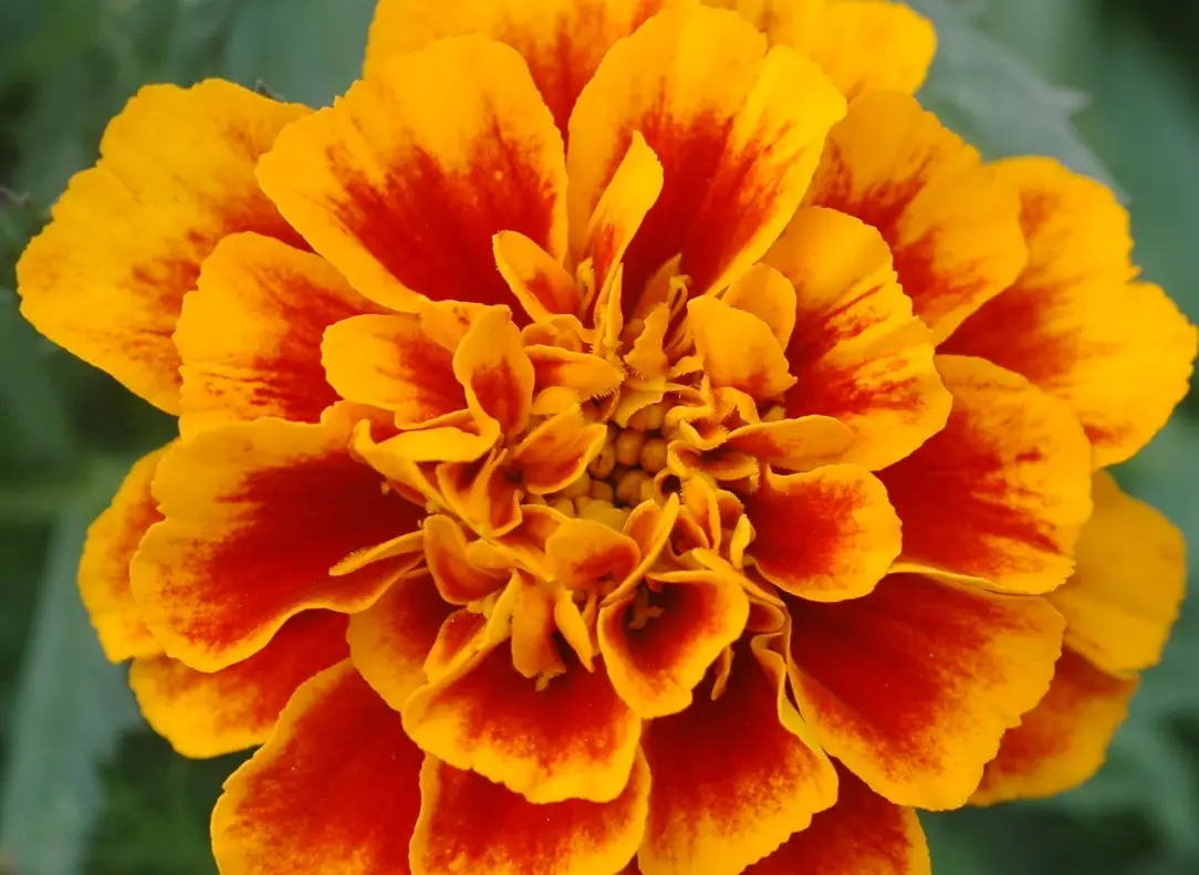 孔雀草可以吃嗎？一次搞懂食用風險、功效與正確用法