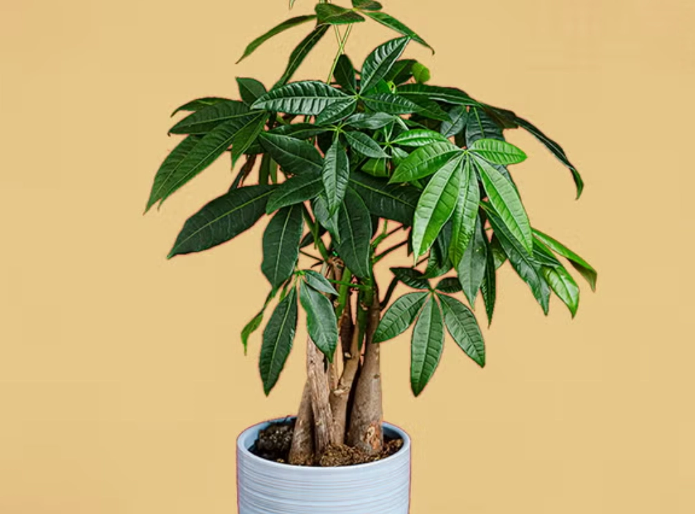 發財樹照顧全攻略：掌握5大關鍵，新手也能養出招財綠意