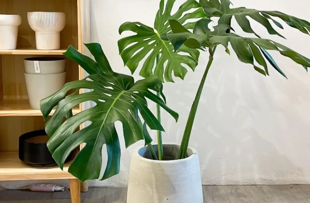 龜背芋生長速度全解析：掌握關鍵因素加速成長