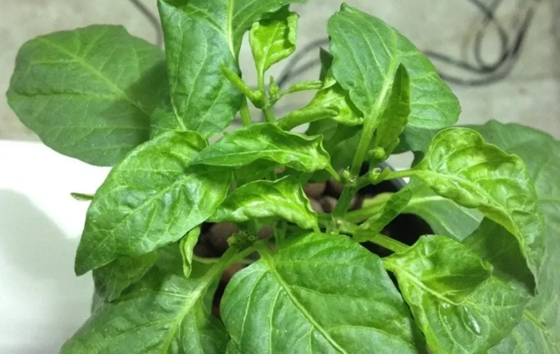 辣椒葉子皺皺原因