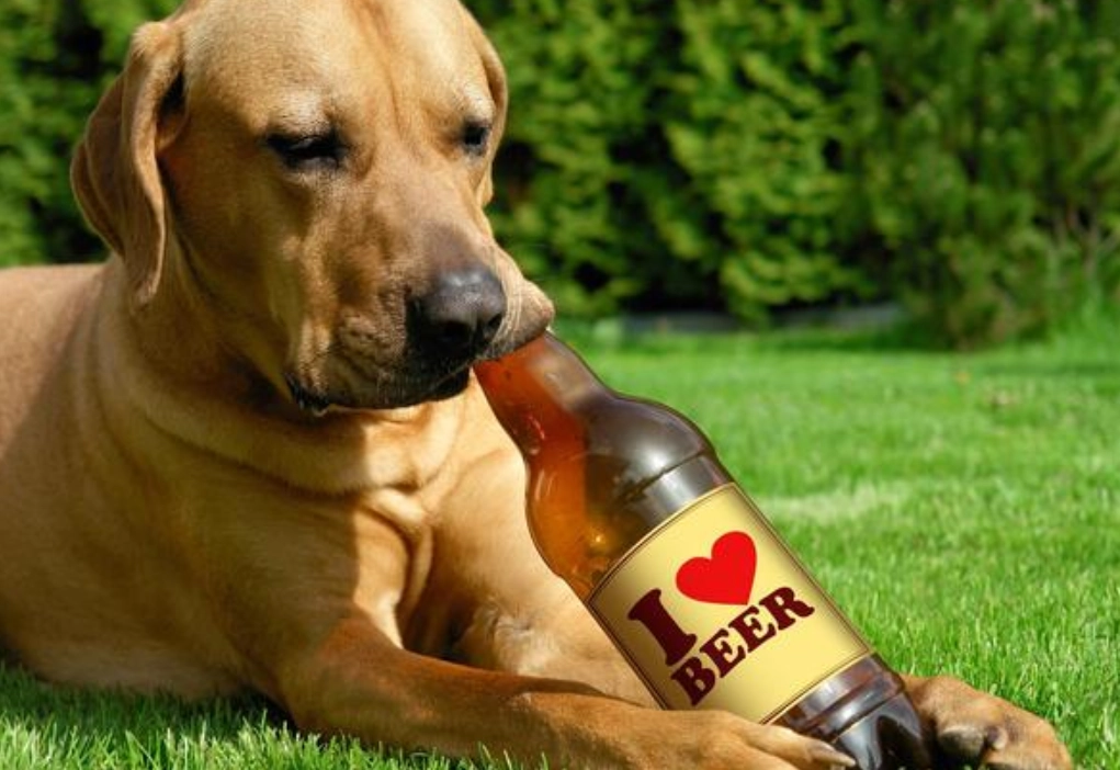 狗不能吃的食物