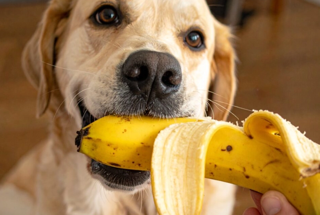 狗狗可以吃的水果