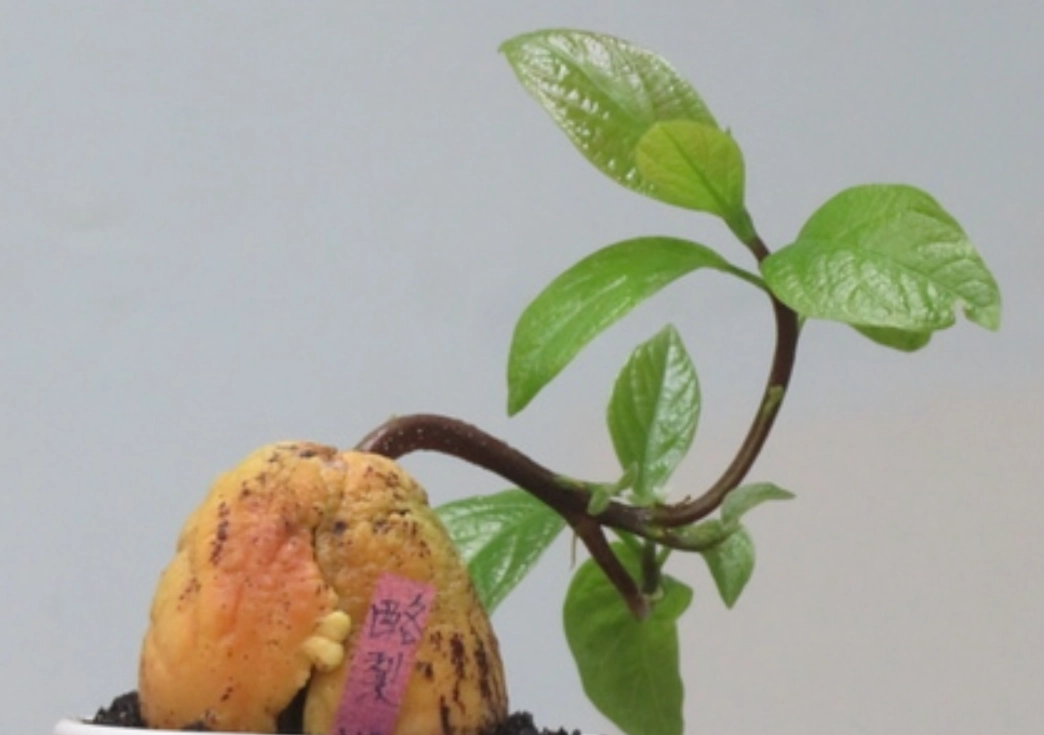 酪梨種子種植全攻略：從水耕到土培，新手必看步驟與常見錯誤