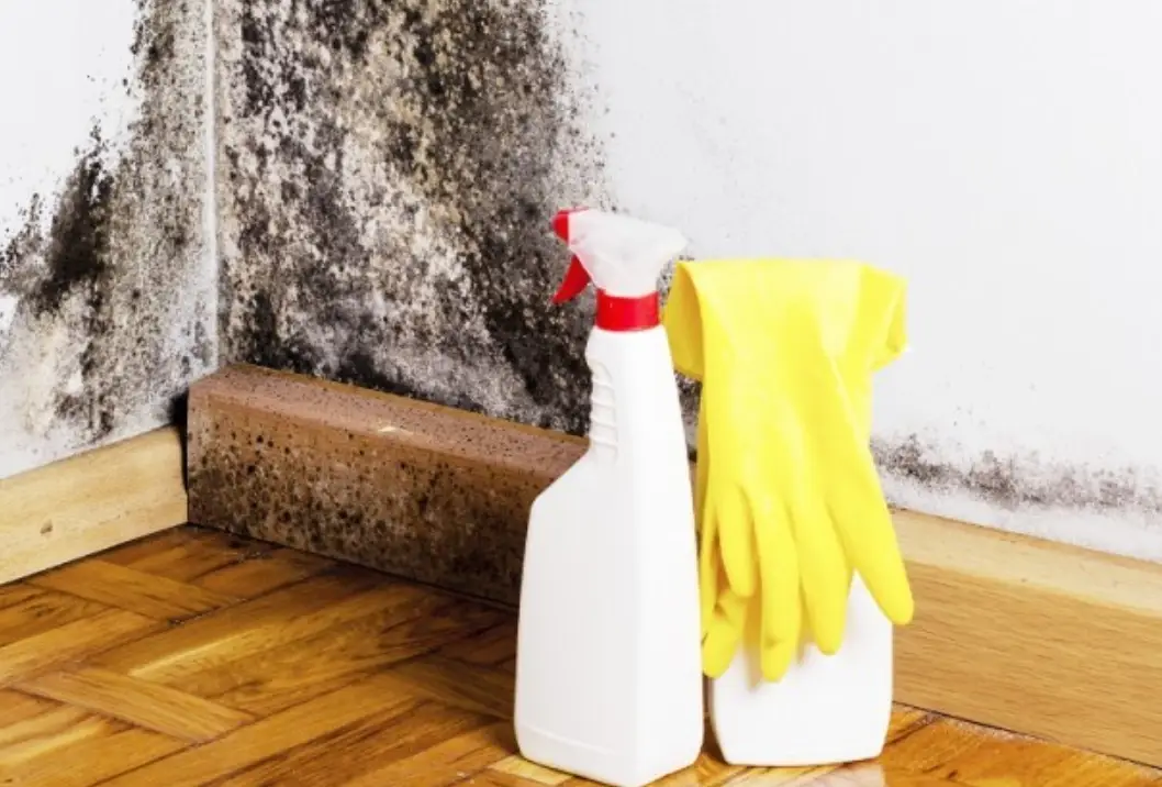 除霉劑選購使用全攻略：安全去除黴菌的專家實戰心得