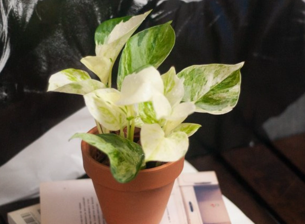 白泉黃金葛 照顧 白泉黃金葛 照顧