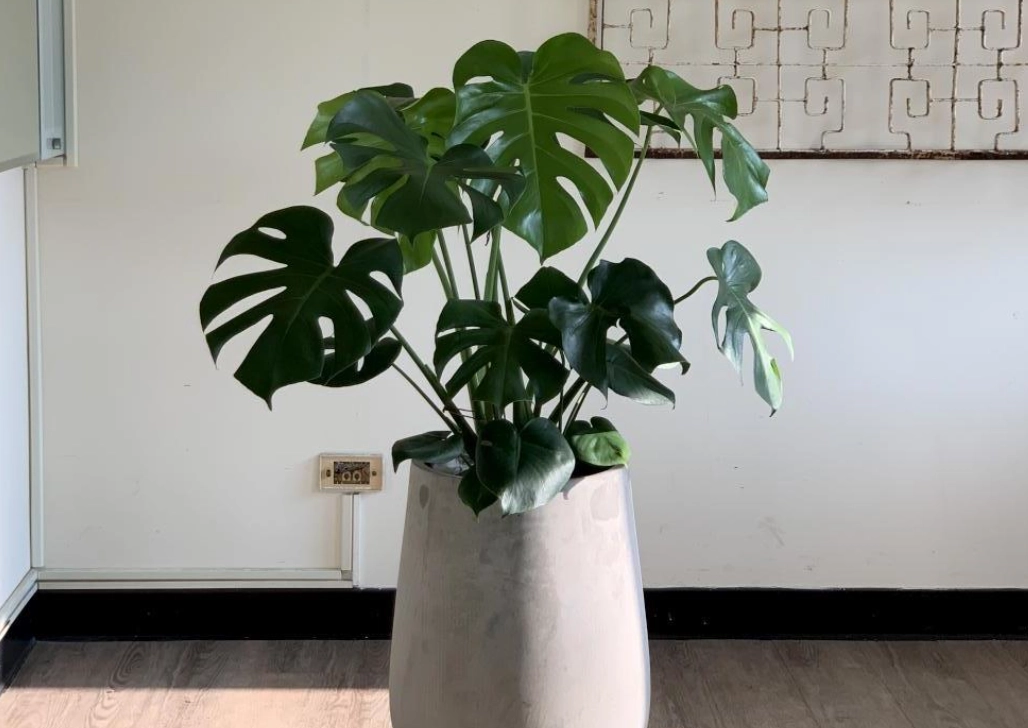 龜背芋禁忌全解析：避開毒性危害與養護地雷