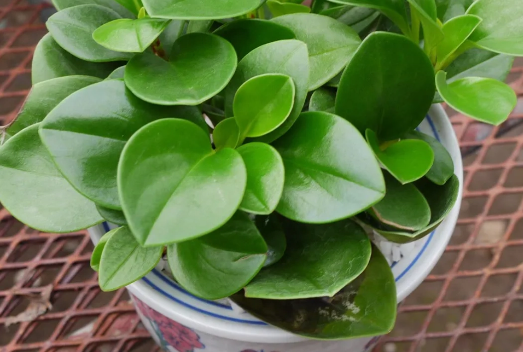 圓葉椒草照顧全攻略：從澆水到繁殖的實用技巧