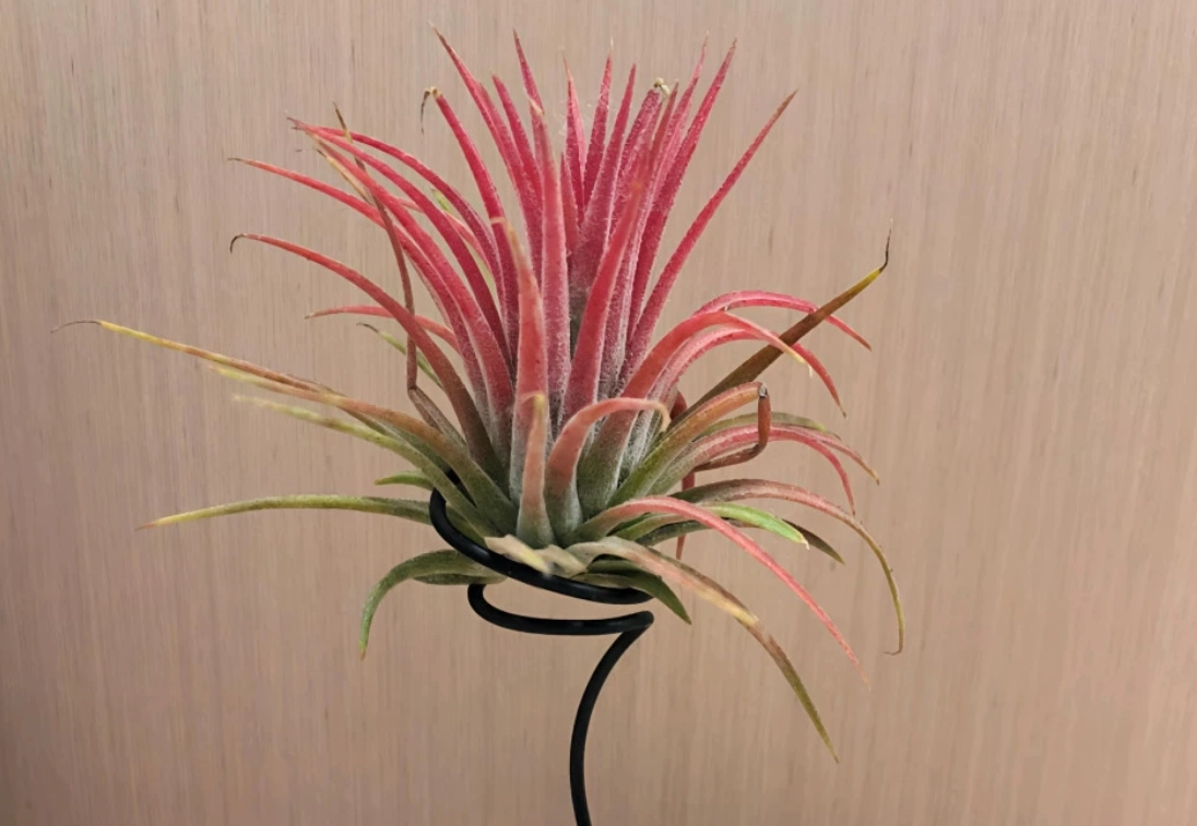 如何延長空氣鳳梨壽命 如何延長空氣鳳梨壽命