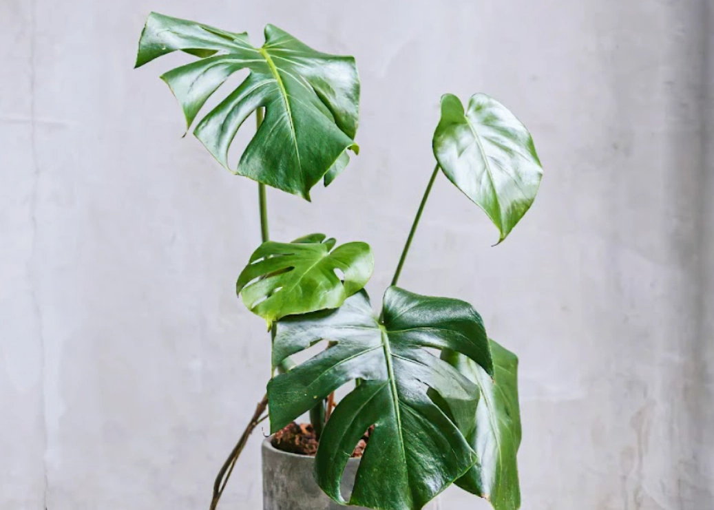 龜背芋照顧方法