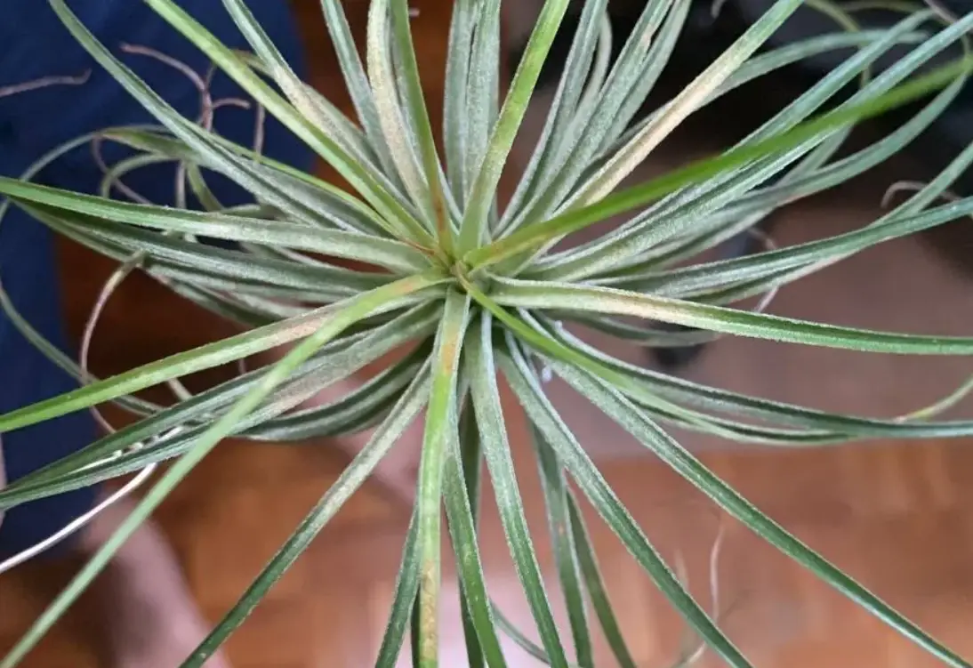 如何延長空氣鳳梨壽命 如何延長空氣鳳梨壽命