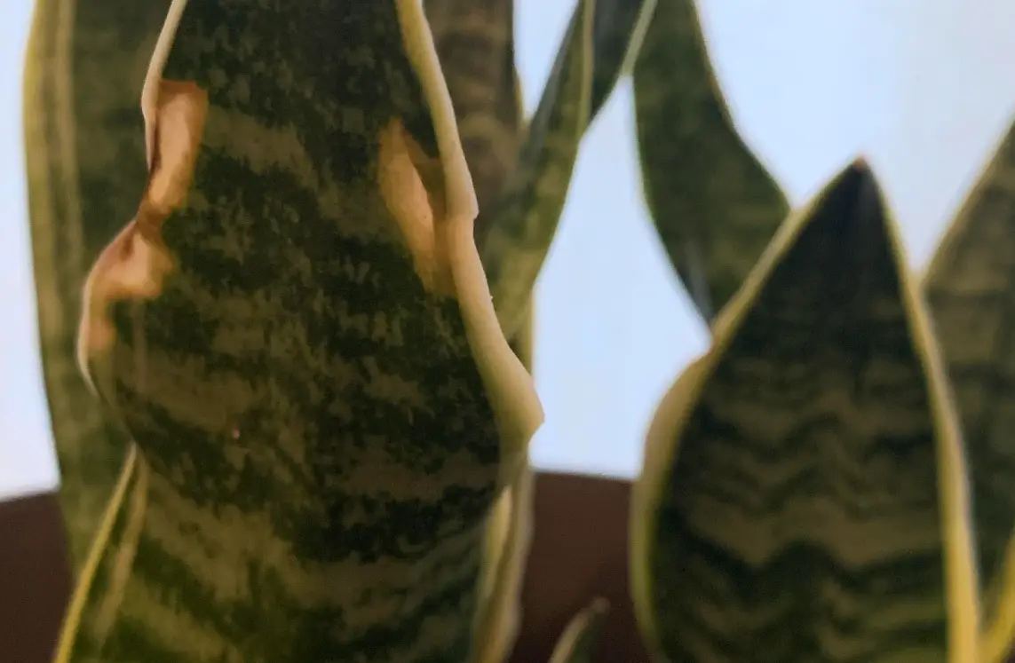 植物 曬傷 復原 植物 曬傷 復原