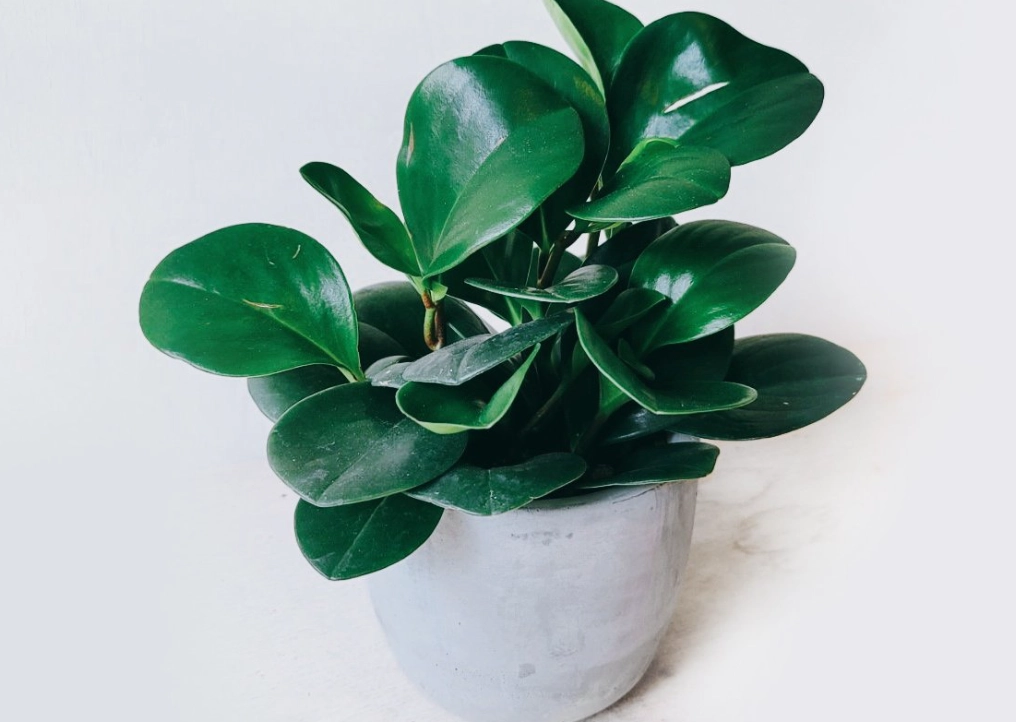 圓葉椒草常見問題