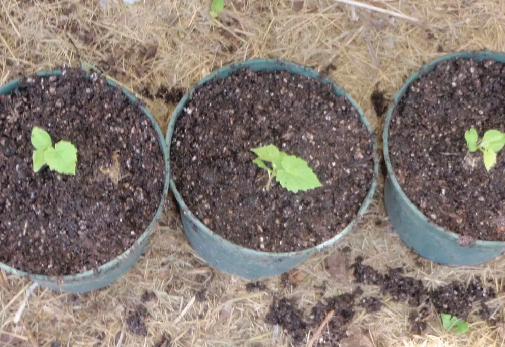 從種子開始種葡萄：新手必看的完整種植指南與實用技巧