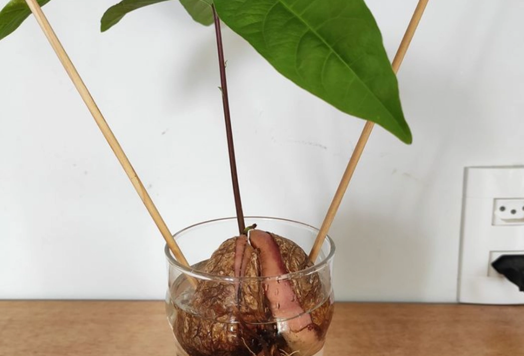 酪梨種子種植 酪梨種子種植