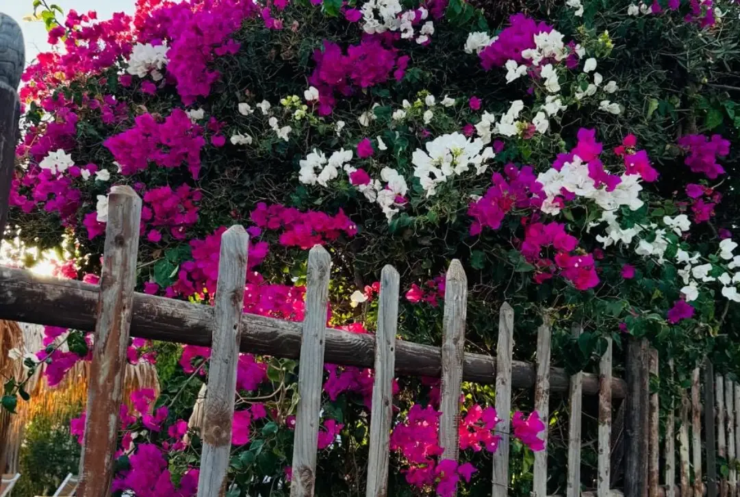 耐旱爬藤植物推薦：台灣懶人園藝必備綠牆指南