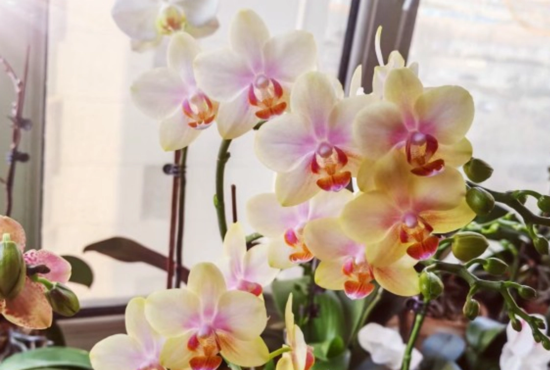 有根的植物 養護