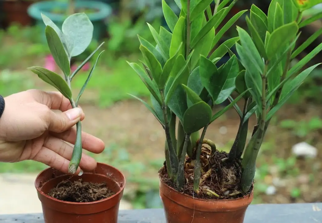 金錢樹修剪全攻略：時機、步驟與常見錯誤解析