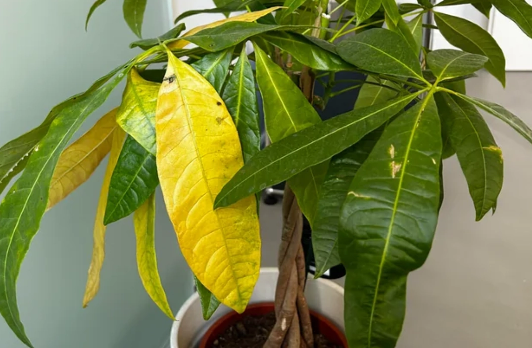 發財樹葉子變黃怎麼辦？10年養護專家教你診斷與急救全攻略