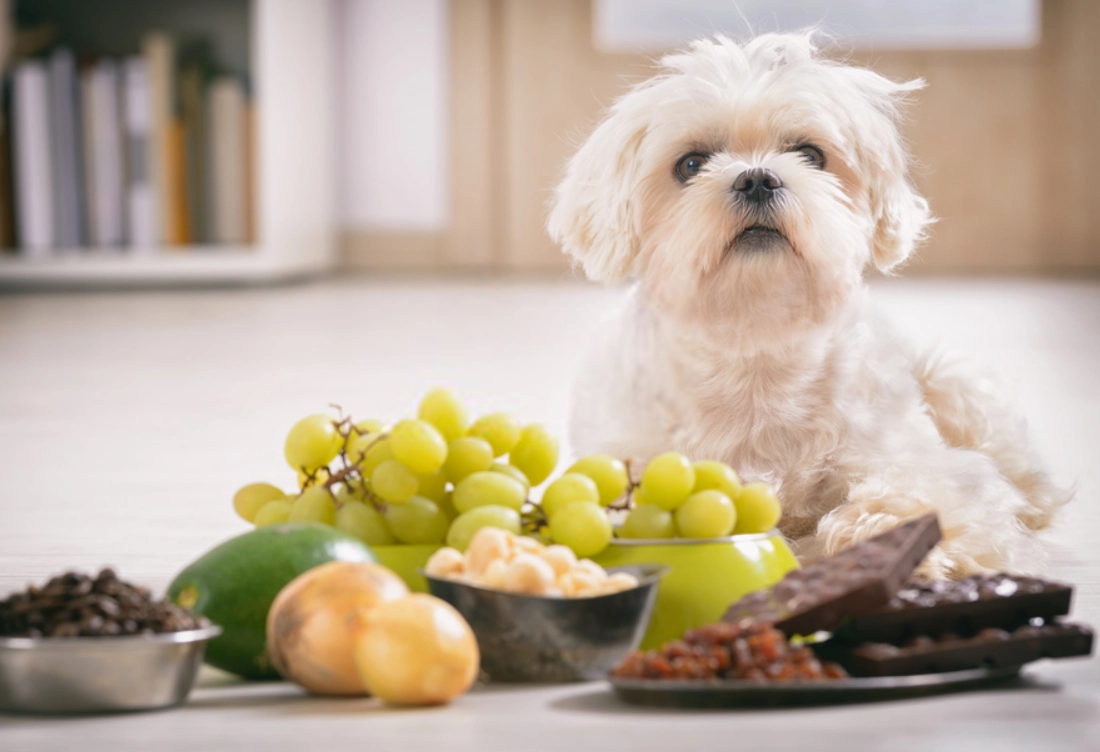狗狗不能吃的水果清單：獸醫教你避開10大危險地雷