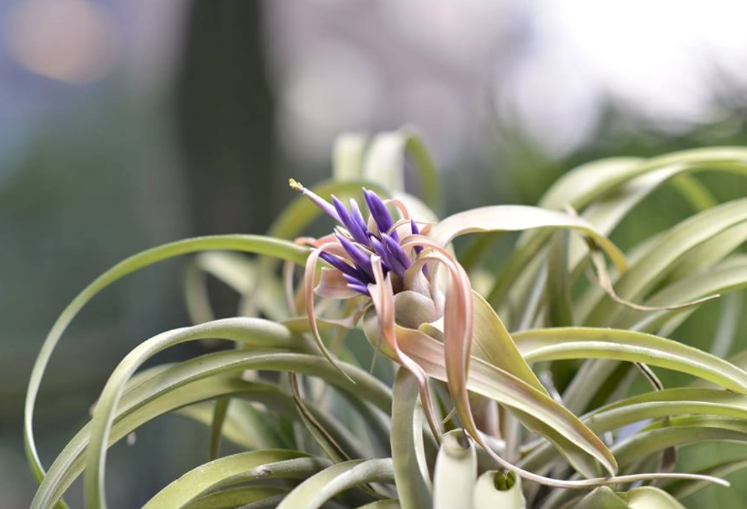 空氣鳳梨死亡原因