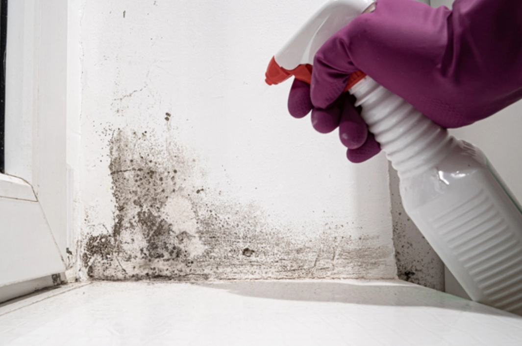 除霉劑成分 除霉劑成分