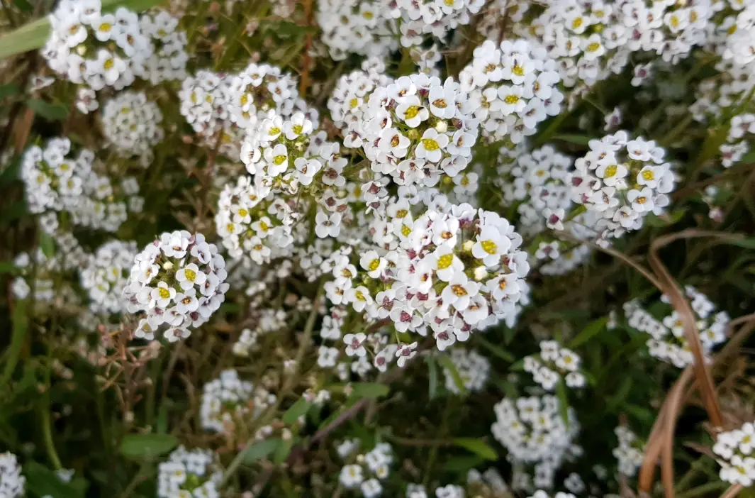 香雪球可以吃嗎？從挑選到食用的完整指南與風險提醒