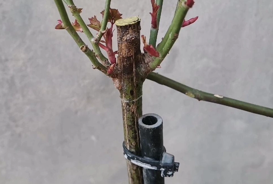 嫁接砧木選擇終極指南：品種、配對與實戰技巧