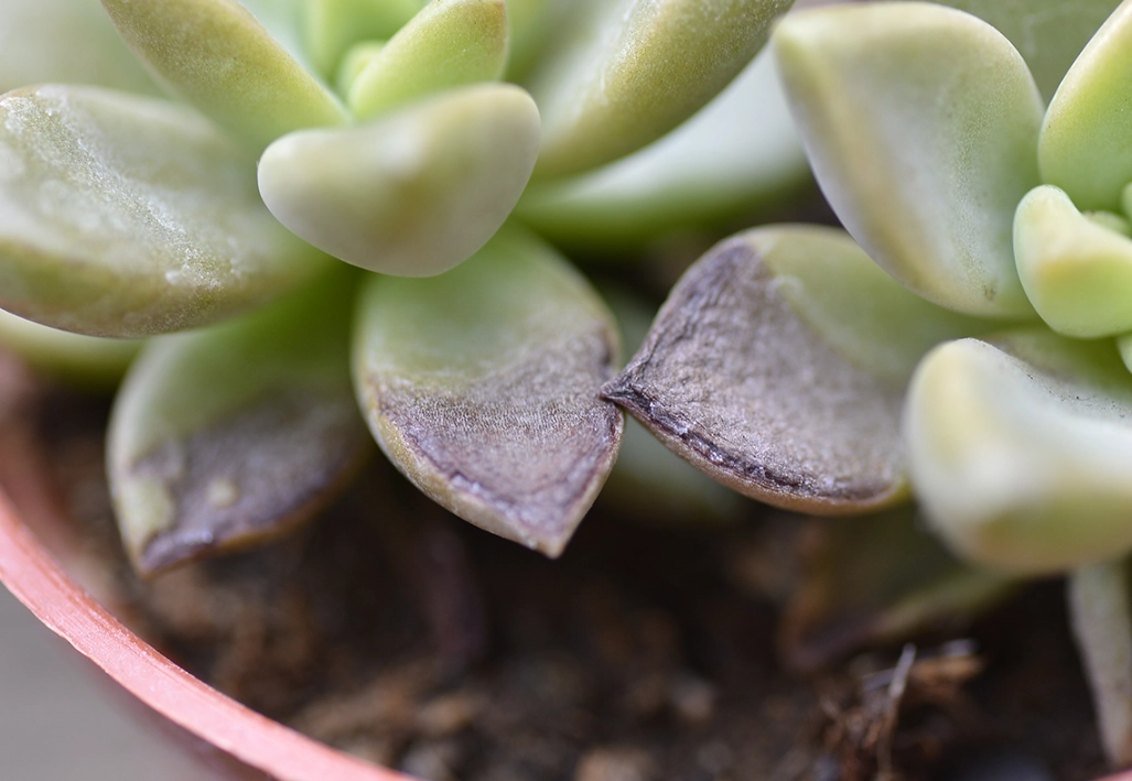 多肉曬傷怎麼辦？急救處理、預防技巧與品種耐曬指南