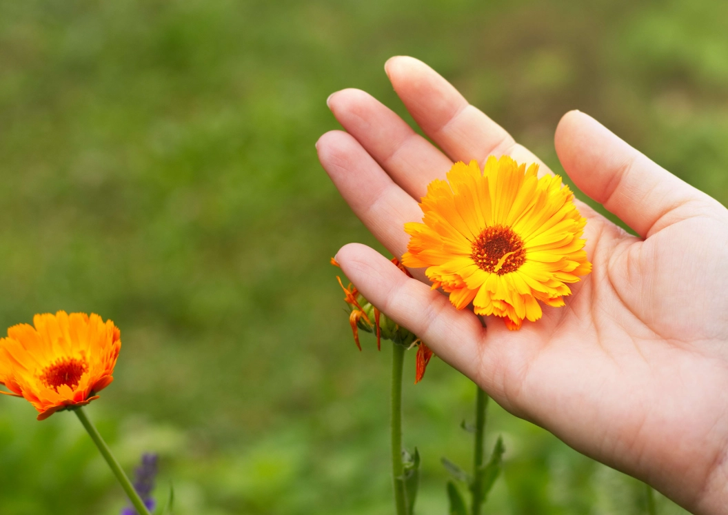 食用花品種全指南：安全挑選、料理技巧與台灣常見品種介紹