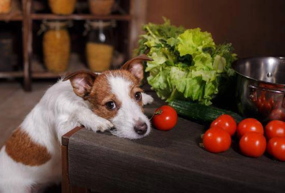 狗狗可以吃的水果