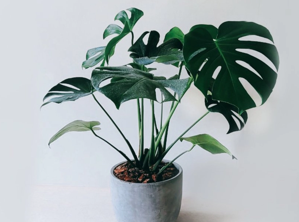 龜背芋 養護 禁忌