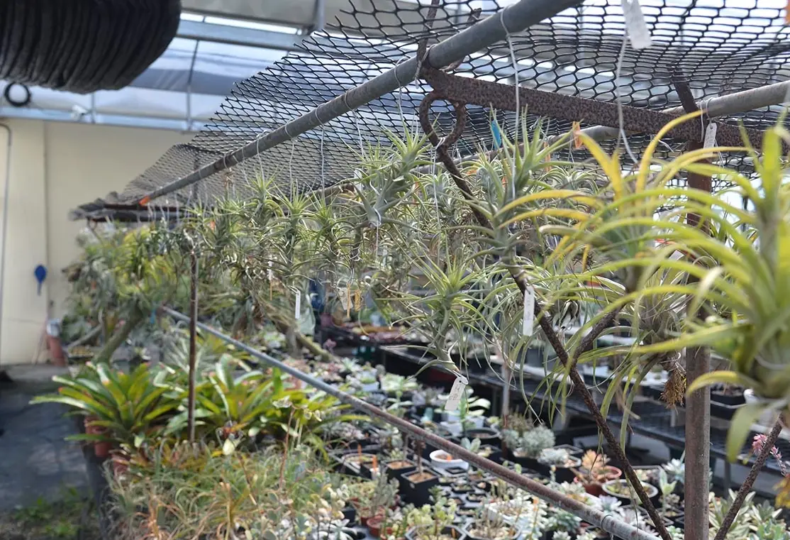 空氣鳳梨 修剪 方法