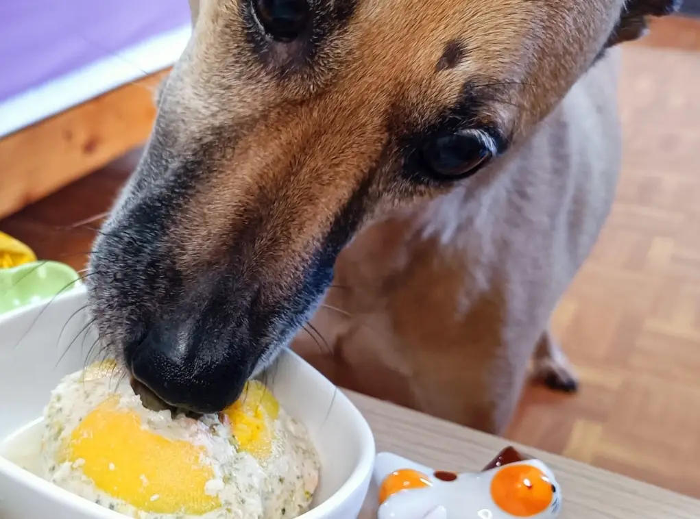 狗狗食物料理指南：從新手到專家，自製鮮食的完整攻略