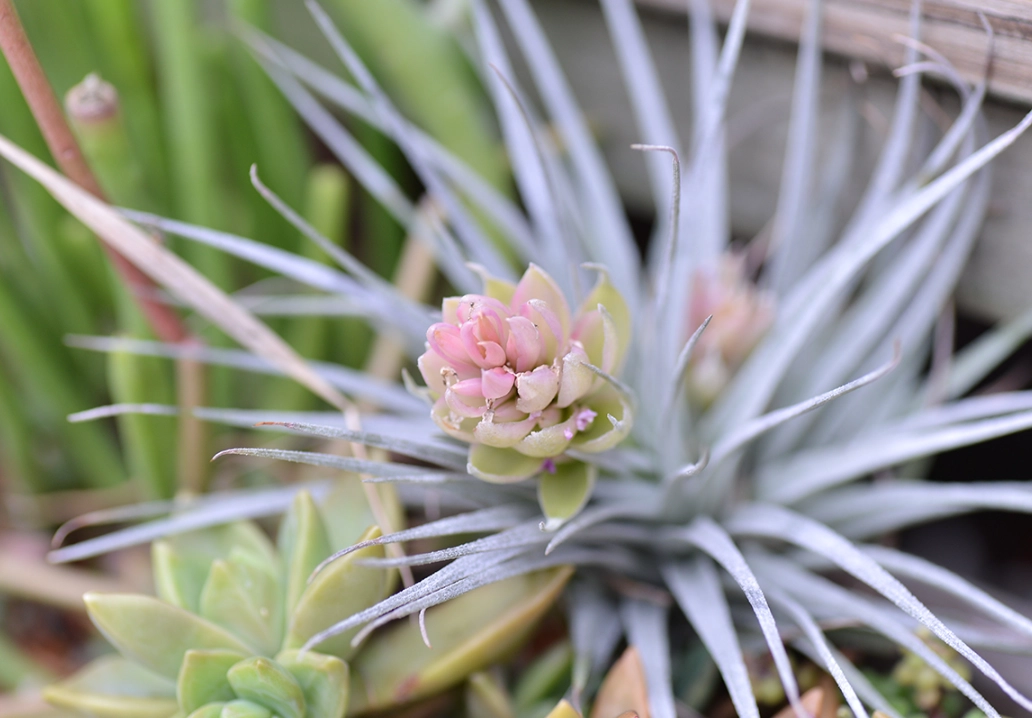 空氣鳳梨開花後真的會死嗎？揭曉真相與搶救關鍵