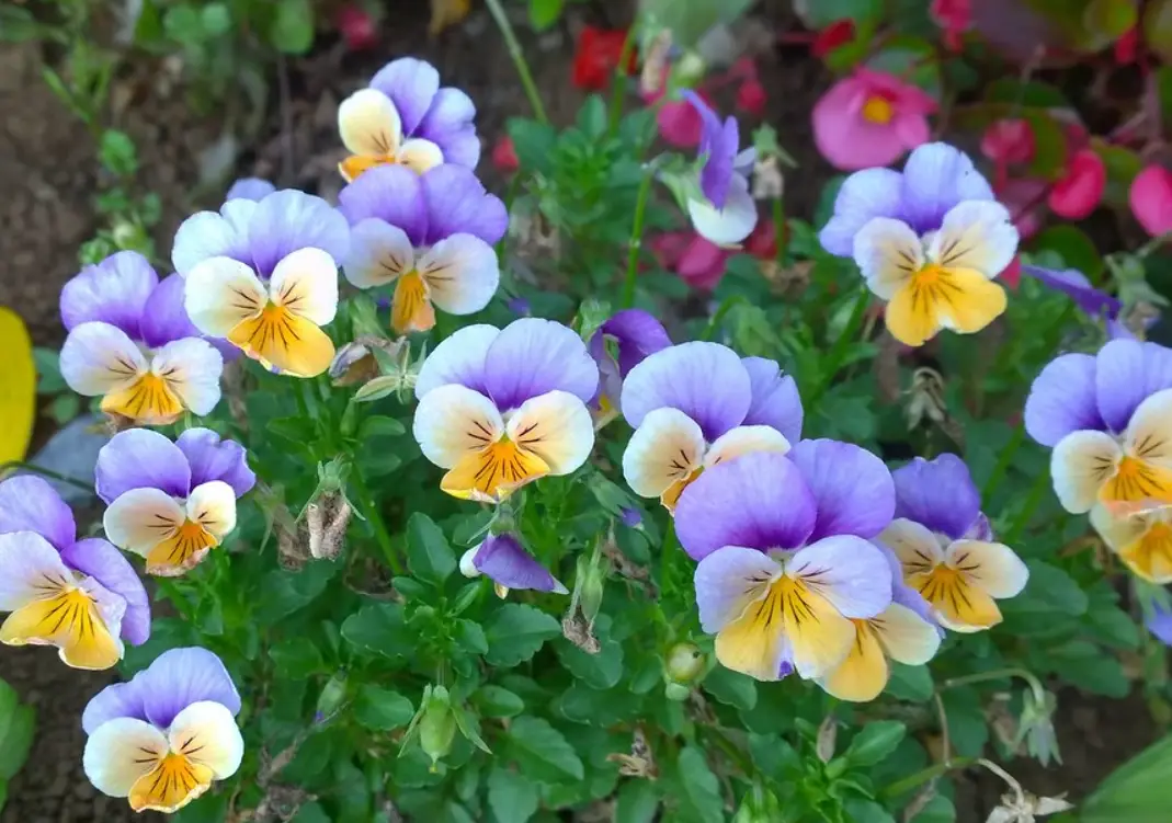 三色堇食用 三色堇食用