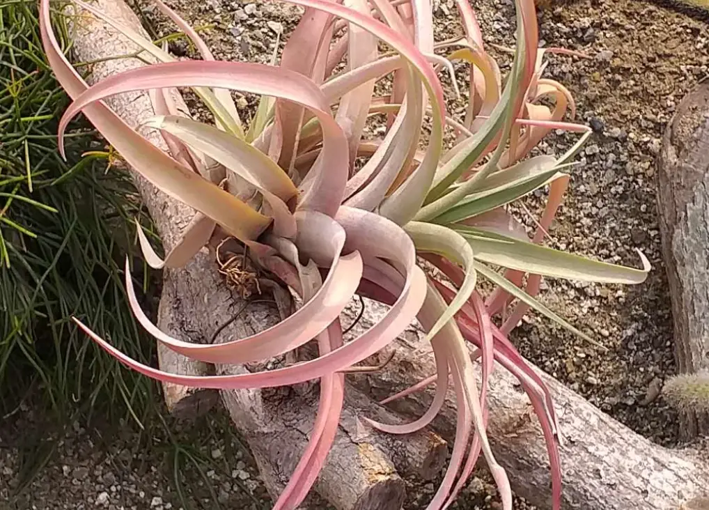 如何延長空氣鳳梨壽命 如何延長空氣鳳梨壽命
