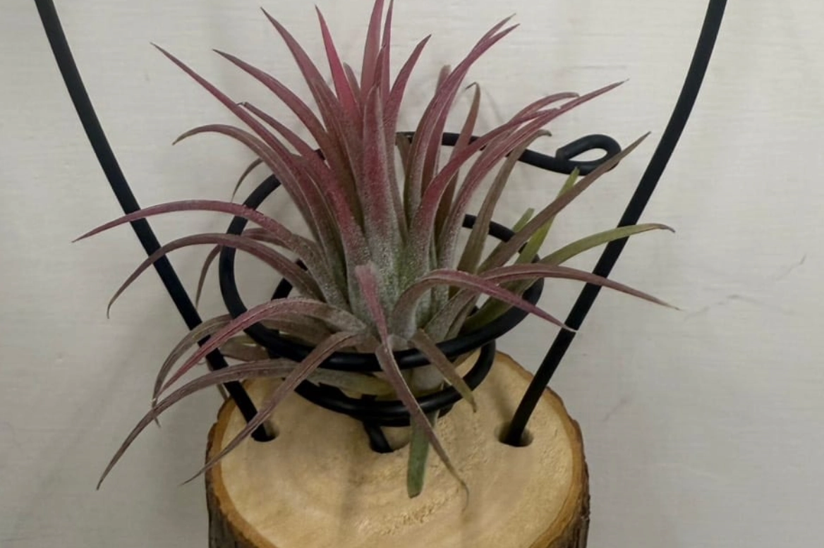 空氣鳳梨照顧 空氣鳳梨照顧