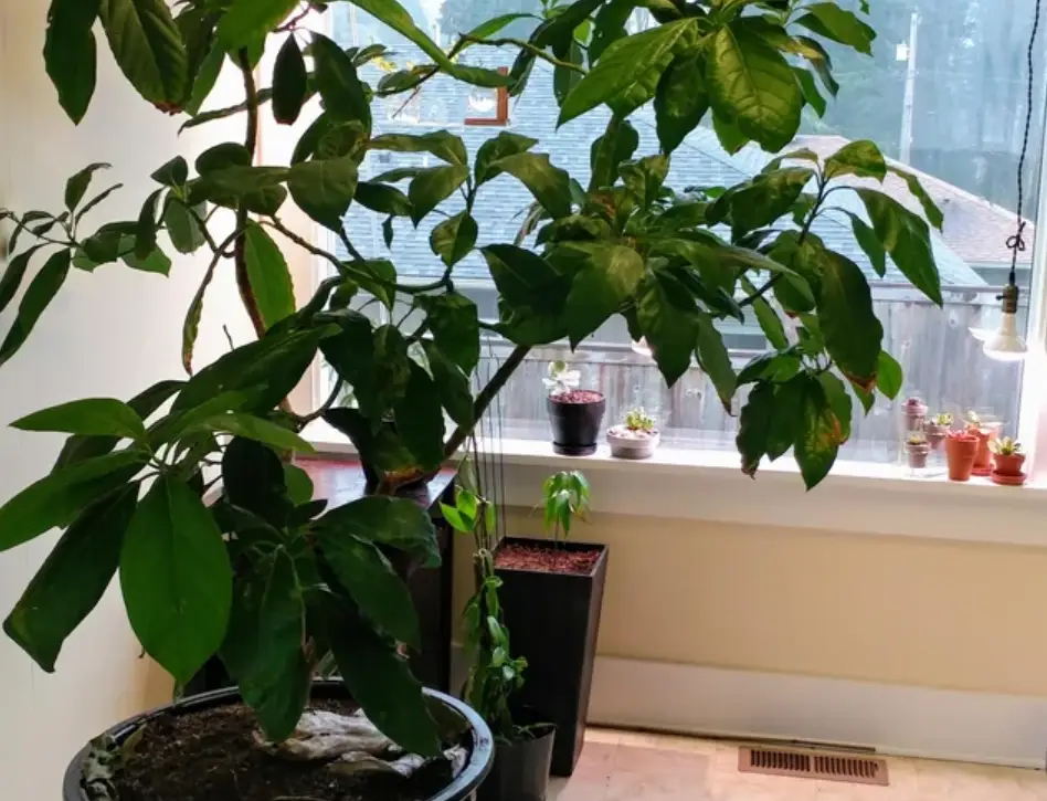 酪梨盆栽會結果嗎？專家揭密成功結實的5大關鍵與常見錯誤