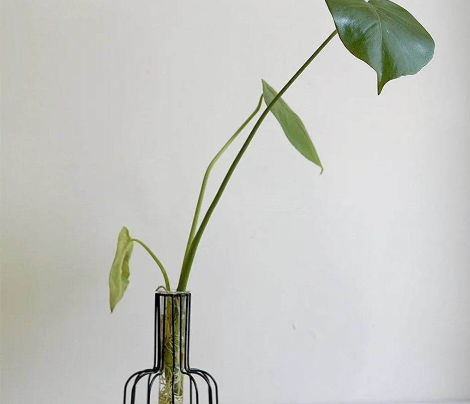 龜背芋分株方法 龜背芋分株方法