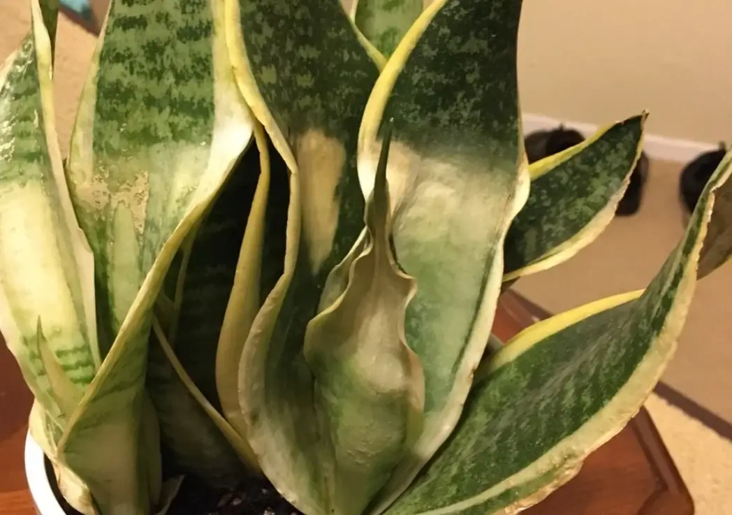 虎尾蘭 葉子 焦黃 虎尾蘭 葉子 焦黃